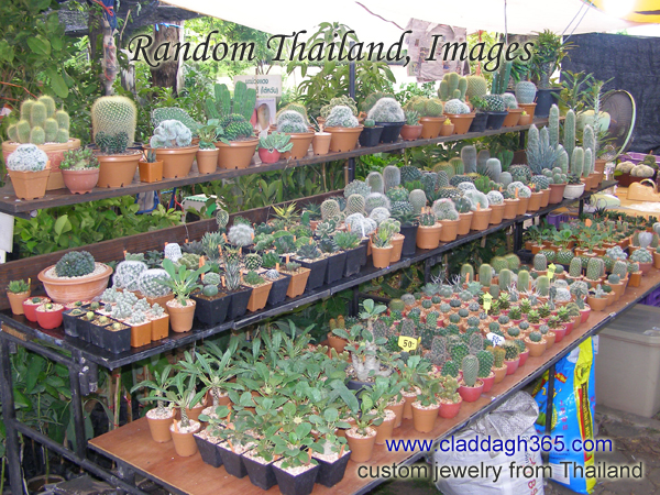 Thailand potted plants